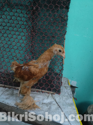 ব্রাহমা মুরগি